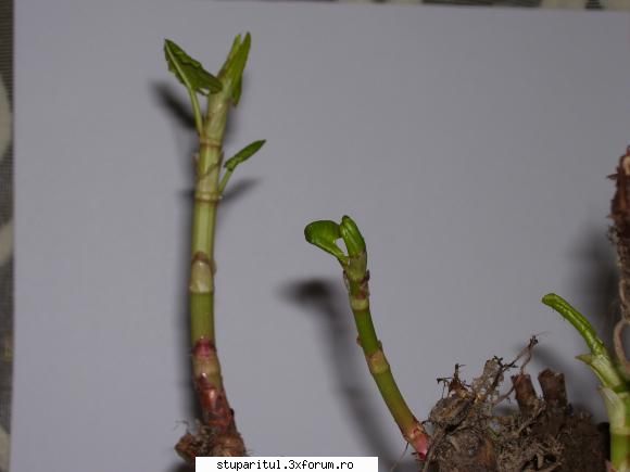 o planta interesanta - cristesorin - BAZA MELIFERA - PLANTE , ARBUSTI , ARBORI