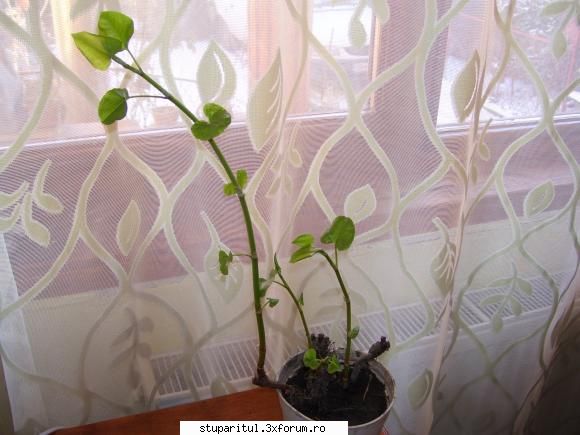 o planta interesanta - iulisca are 37 cm - BAZA MELIFERA - PLANTE , ARBUSTI , ARBORI
