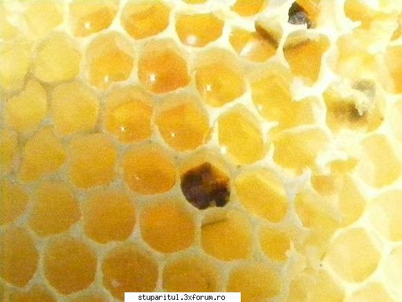 o problema constatata sau poarte nu??? - fotoklipa - BOLI SI DAUNATORI - TRATAMENTE