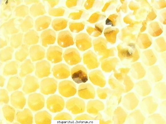 o problema constatata sau poarte nu??? - fotoklipa - BOLI SI DAUNATORI - TRATAMENTE
