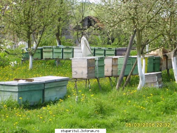 o raza de soare pentru mine - si cateva sperietori - POZE