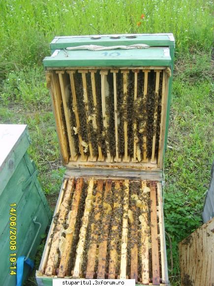o raza de soare pentru mine - salcam II - in plina expansiune - POZE