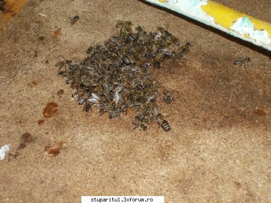 o zi de stors cu peripetii - inainte de ploaie albinele au invadat cabana, dar - POZE