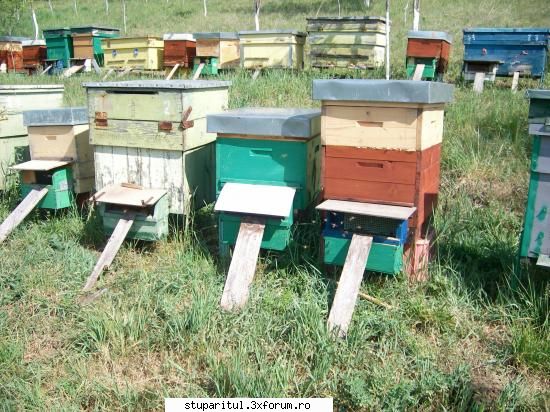 o zi de stors cu peripetii - Am lazille pe verticala, si pe orizontala. Eu am - POZE