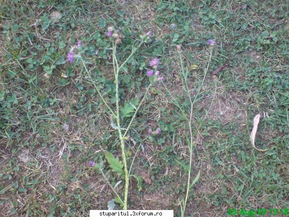 palamida - mihaipop_55 - BAZA MELIFERA - PLANTE , ARBUSTI , ARBORI