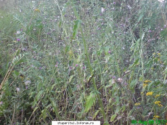 palamida - pe la noi este destula - BAZA MELIFERA - PLANTE , ARBUSTI , ARBORI