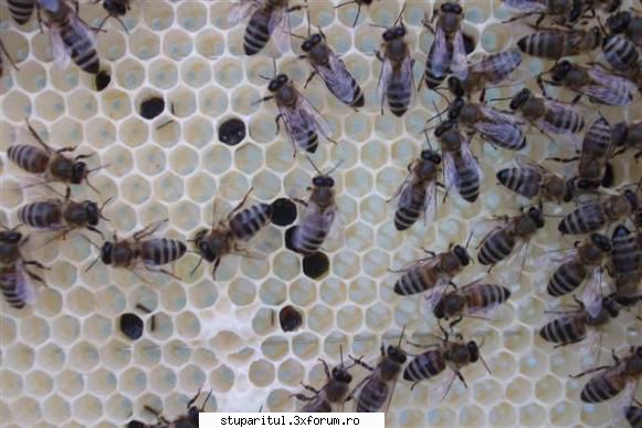 pastura de culoare neagra - gabi bee - PAGINA APICULTORULUI INCEPATOR