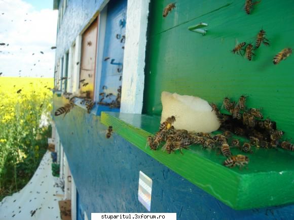 pavilionul meu - tot la rapita 2009.inclusiv avatarul - POZE