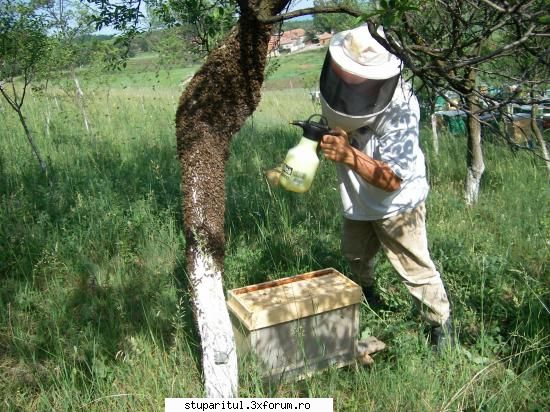 pentru incepatori - Pentru a putea peria albinele, ca la scuturat as - POZE
