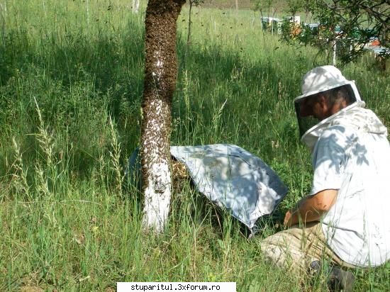 pentru incepatori - este suficient de multa albina periata, iar - POZE