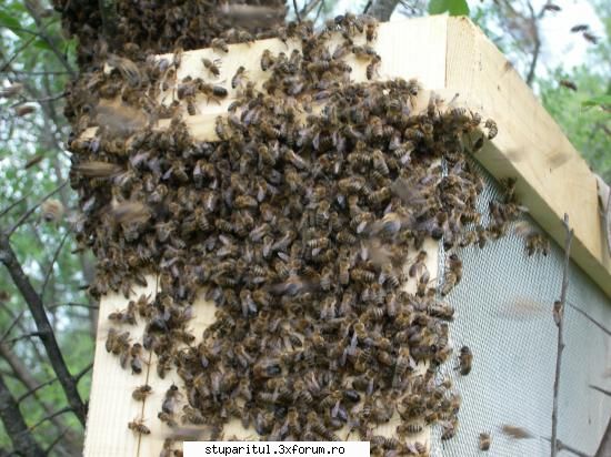 pentru incepatori - Cu o ladita cu 5 rame, cu faguri artificiali - POZE