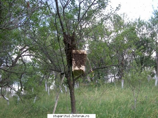 pentru incepatori - atunci cand alegi vatra ar trebui sa tii cont, sa - POZE