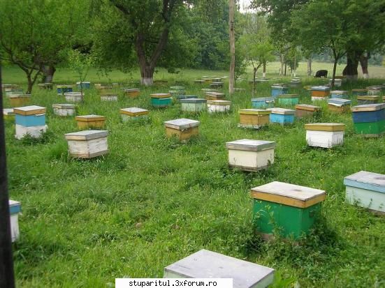 pepiniera de matci...Poeni (jud.Iasi) - fcvaslui - POZE