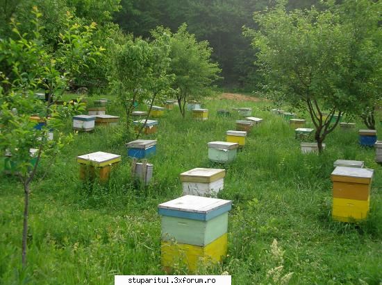 pepiniera de matci...Poeni (jud.Iasi) - Alte poze de la Poieni - POZE