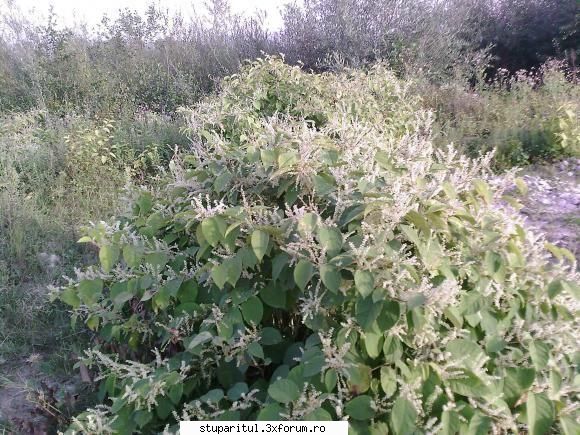 planta melifera - am gasit aceasta poza pe un alt forum unde nu - BAZA MELIFERA - PLANTE , ARBUSTI , ARBORI
