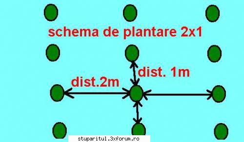 plantatie de salcami!!! - Va salut cu respect . O intrebare as avea si eu - PAGINA APICULTORULUI INCEPATOR