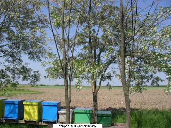 plantatie de salcami!!! - mita_mtu - PAGINA APICULTORULUI INCEPATOR