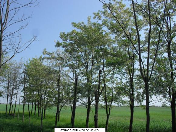 plantatie de salcami!!! - mita_mtu - PAGINA APICULTORULUI INCEPATOR