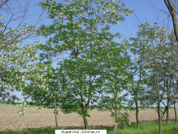 plantatie de salcami!!! - mita_mtu - PAGINA APICULTORULUI INCEPATOR