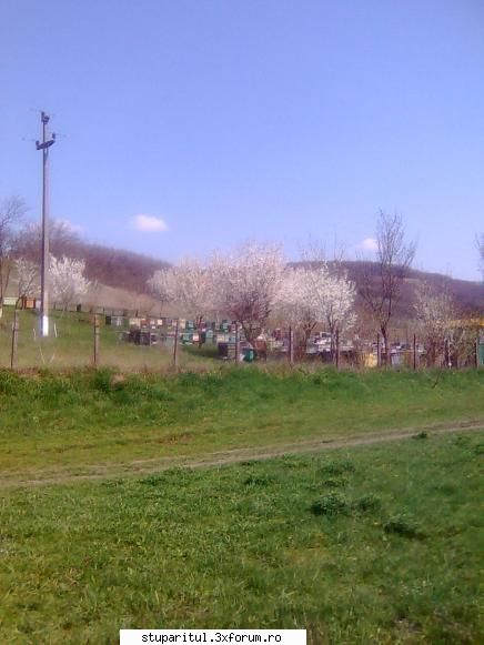 pomi,flori,gazon si albine - Am pus o poza cu pomii infloriti. La noi in zona - DISCUTII APICOLE DIVERSE