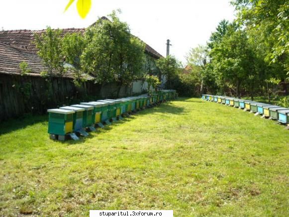 poze cu albine - paradisuri inflorite - POZE