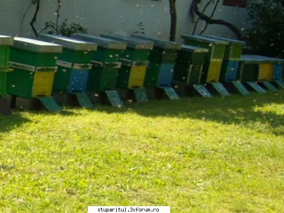 poze cu albine - altele din alte unghiuri.2010 - POZE
