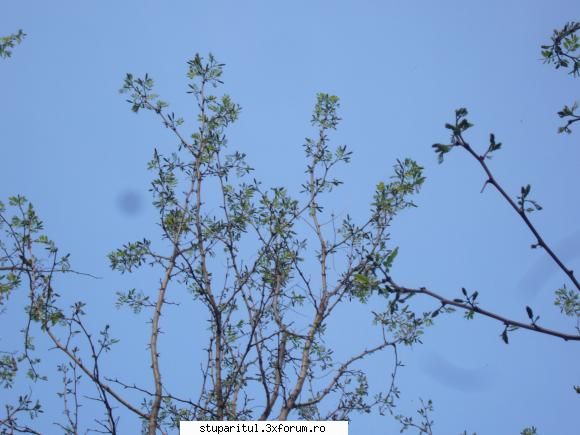 poze kio - Cam asa arata salcamul. Floarea are cam 2,5 - 3 - POZE