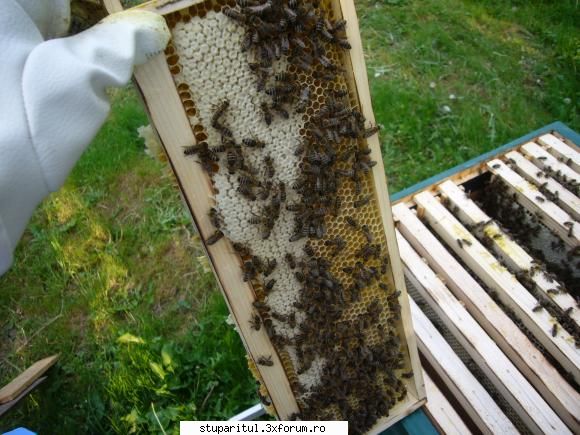 poze kio - Control 11 mai 2010: 3 cu botci, 5 fara. Si ceva - POZE