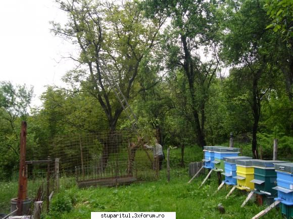 poze kio - Cu ochii dupa florile de salcam am dat e un roi - POZE