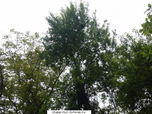 poze kio - S-a pus tocmai in varful prunului - POZE