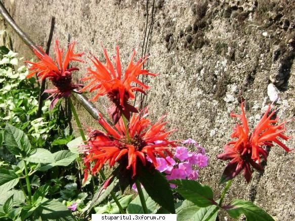pozele lu proapis13 - gherghine mai deosebite-de munte - POZE