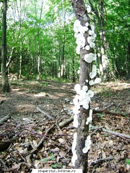 pozele lu proapis13 - am urcat in muntzi sa cautam o poienitza de care - POZE