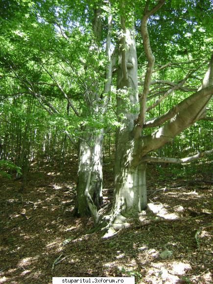 pozele lu proapis13 - padura neatinsa de topor - POZE
