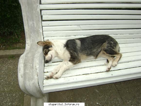 pozele lu proapis13 - cand am plecat dimineatza pe munte am avut - POZE
