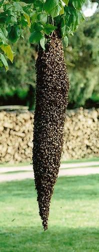 pozele lu proapis13 - Asi fi vrut sa prind o frumusetze de-asta dar - POZE