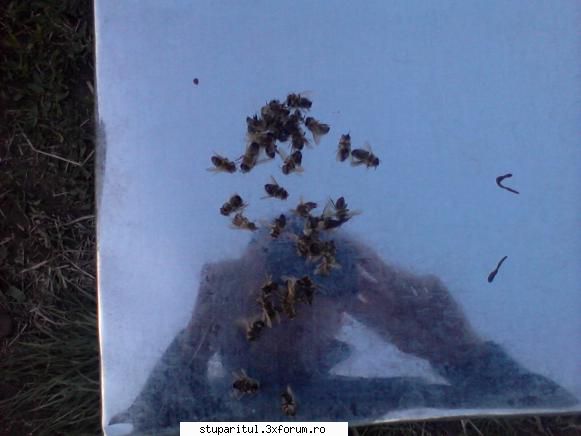 prezenta varroa si albine moarte - din pacate nu am avut aparatul foto la - BOLI SI DAUNATORI - TRATAMENTE