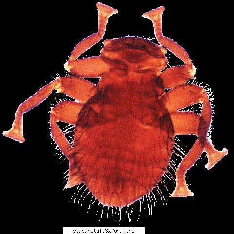 prezenta varroa si albine moarte - Asta-i inamicul - BOLI SI DAUNATORI - TRATAMENTE