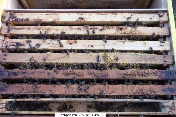 prezenta varroa si albine moarte - si o poza cu ramele din interior . din - BOLI SI DAUNATORI - TRATAMENTE