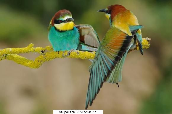 prigoriile - viorelolt - BOLI SI DAUNATORI - TRATAMENTE