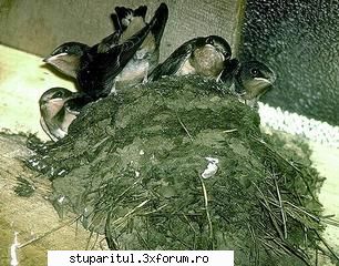 prigoriile - Love bees, love birds, and love anything is - BOLI SI DAUNATORI - TRATAMENTE
