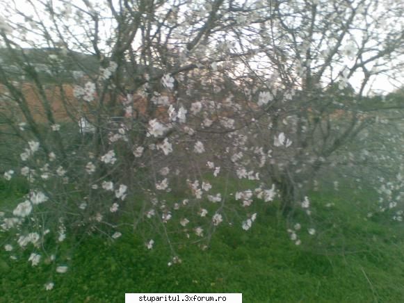prima inspectie pe 2009 - salutari din ibiza almendri in flori :) - INTRETINEREA ALBINELOR