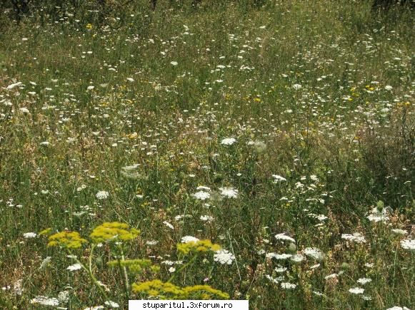 primii... - multa flora spontana localnicii spun ca ar fi si - POZE