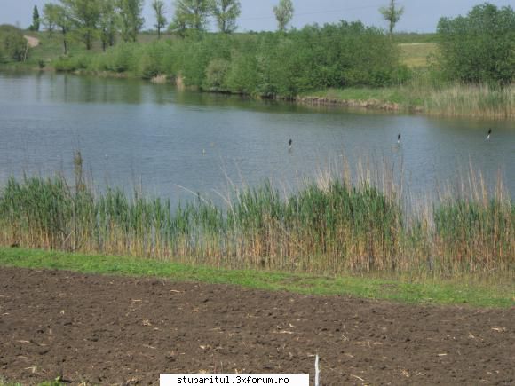 primii... - si in vecinatate poze cu cocostarci si lac - POZE