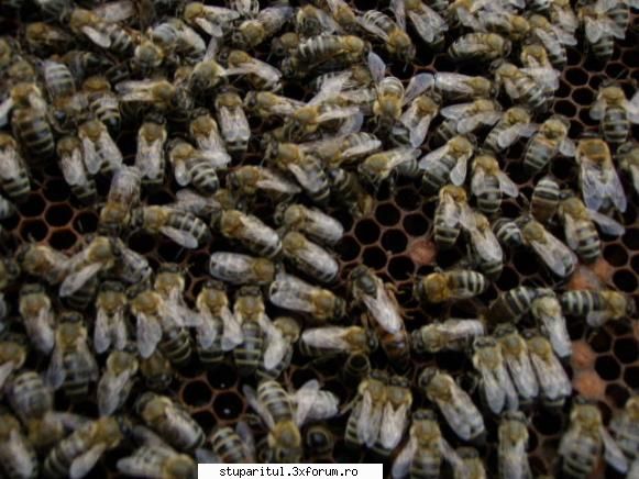 primii... - matca nucleului din vizuina vulpii :)) cele 2 - POZE