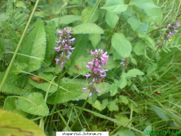 rachitanul - mihaipop_55 - BAZA MELIFERA - PLANTE , ARBUSTI , ARBORI