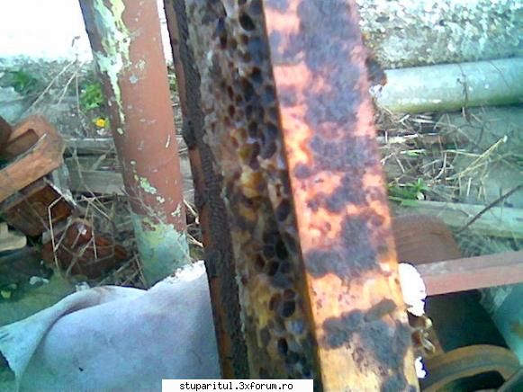 rame cu miere dar patate de diaree - dar totusi sper sa se inteleaga despre - PAGINA APICULTORULUI INCEPATOR