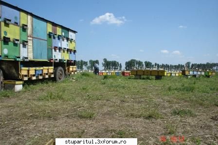 rapita2006-polen - ne pregatim de recoltat polenul - POZE