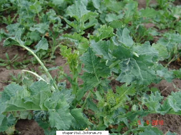 rapita 2010 - Rapiţă la o margine de Bucureşti - BAZA MELIFERA - PLANTE , ARBUSTI , ARBORI