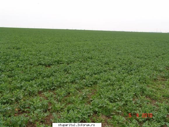 rapita 2010 - E �n partea de S-E a oraşului - BAZA MELIFERA - PLANTE , ARBUSTI , ARBORI