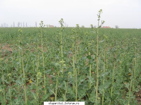 rapita 2010 - Rapita azi , la 20 km N de Bucuresti - BAZA MELIFERA - PLANTE , ARBUSTI , ARBORI
